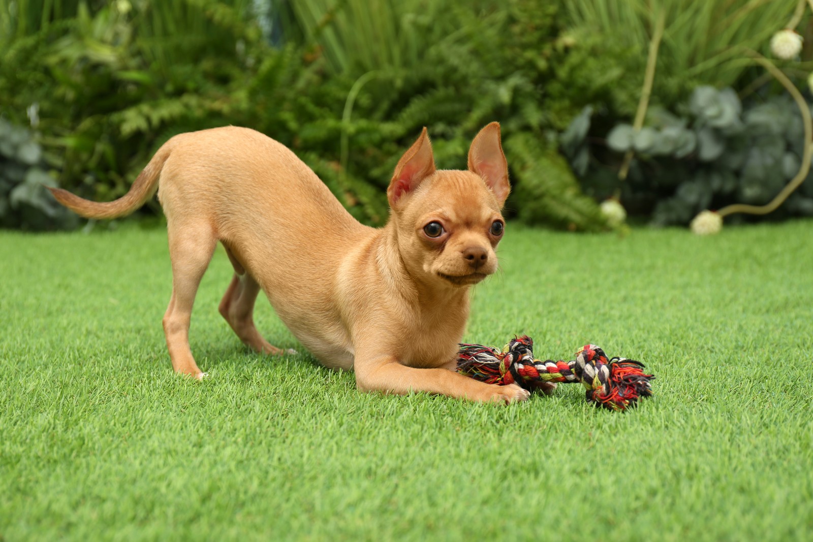 Photo of cute Chihuahua puppy playing with toy on green grass outdoors. Baby animal