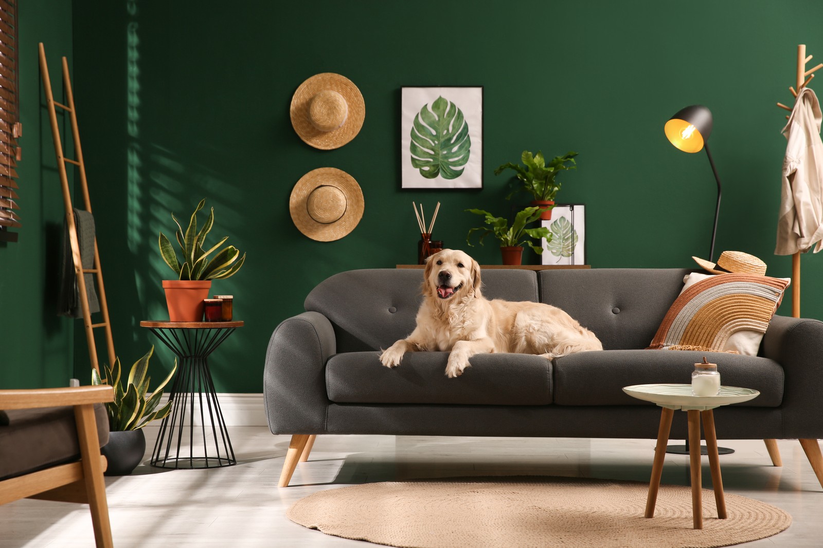 Photo of modern living room interior. Cute Golden Labrador Retriever on couch