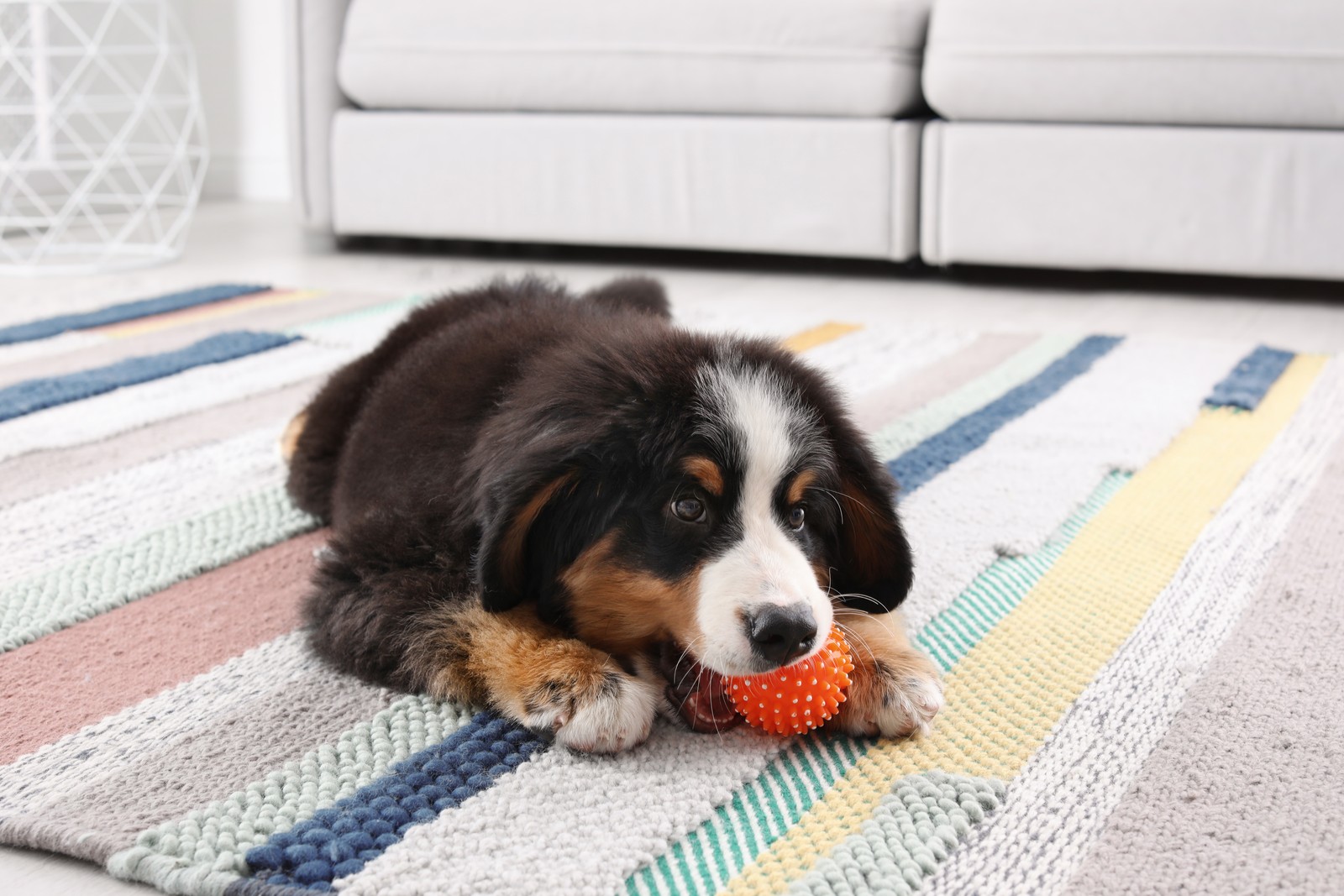 Photo of Adorable Bernese Mountain Dog puppy on carpet indoors