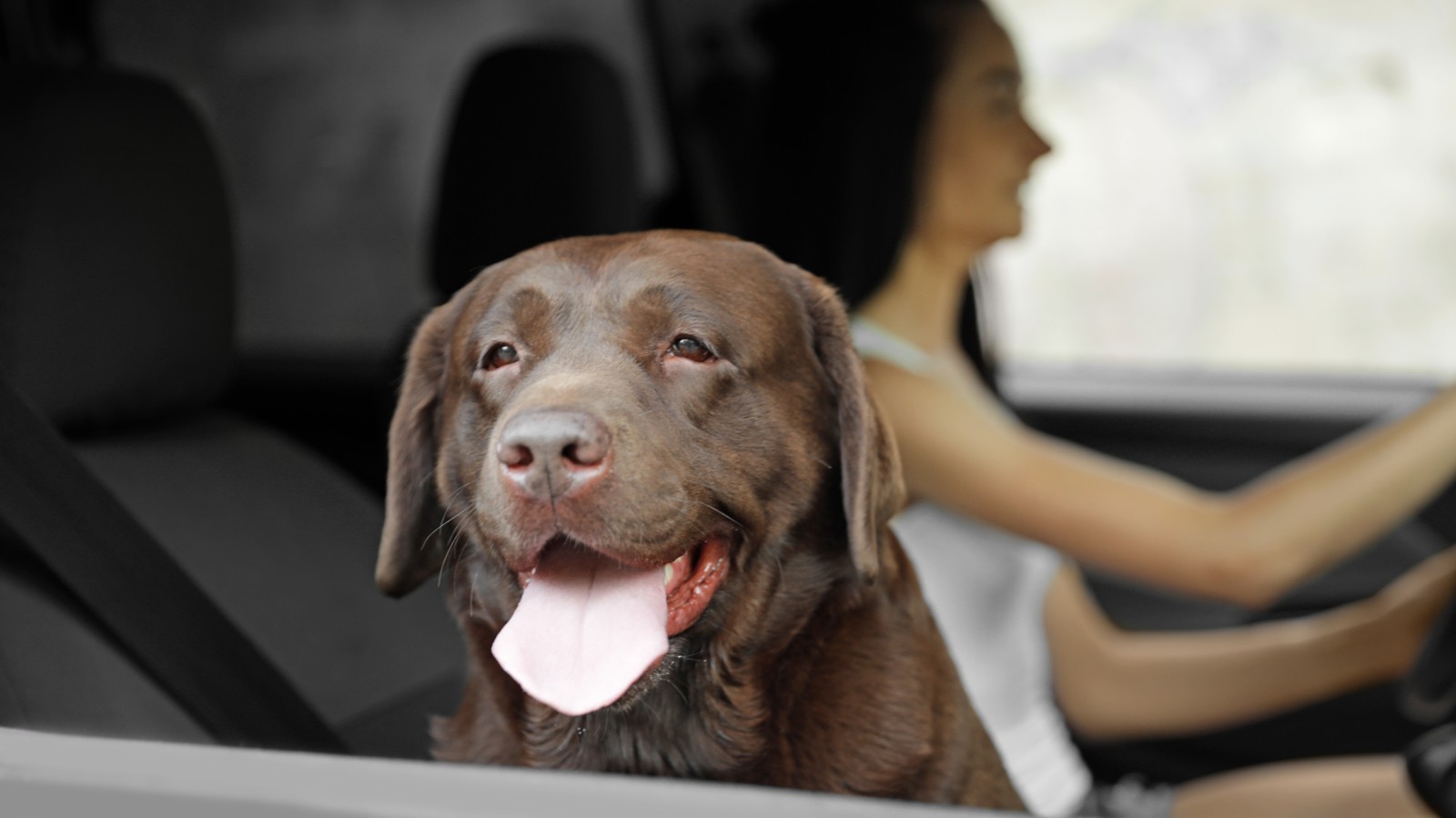 Photo of funny Chocolate Labrador Retriever dog and young woman in modern car