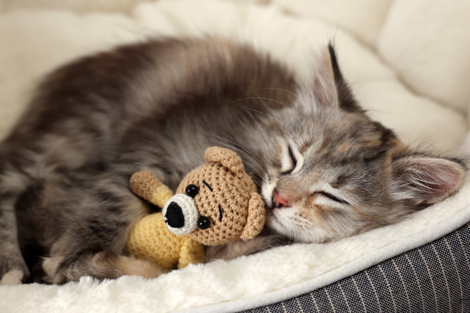 Photo of cute fluffy kitten with toy sleeping on pet bed