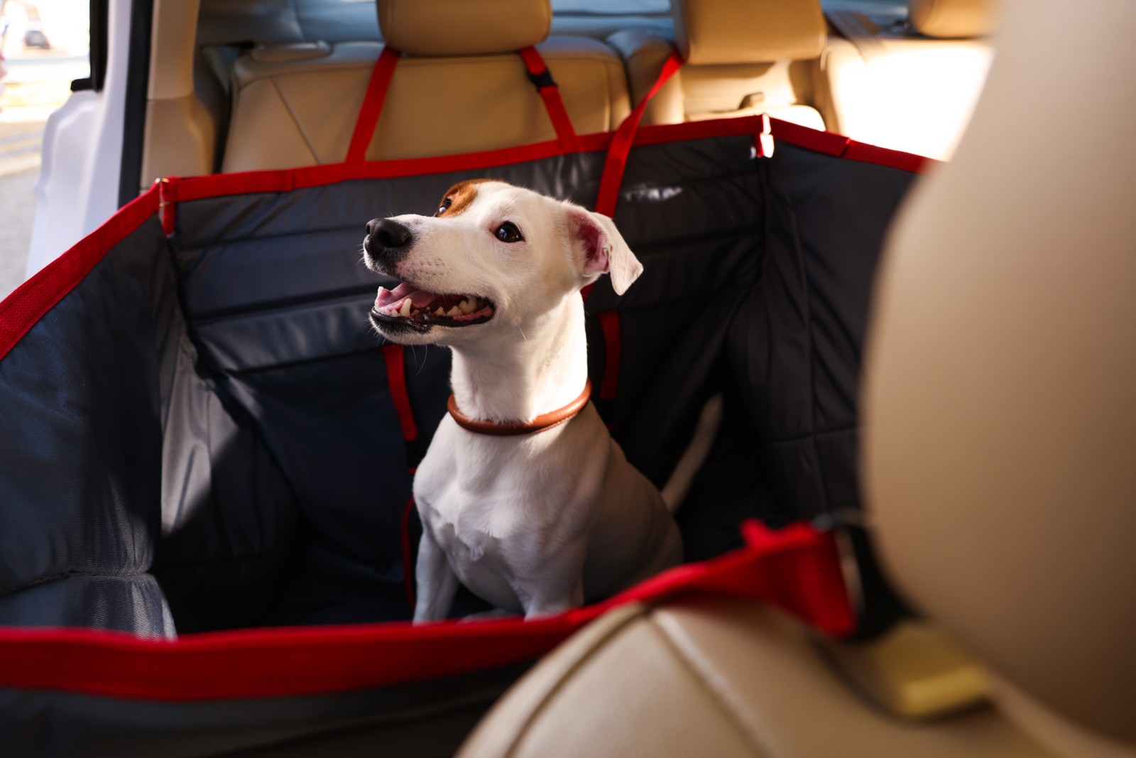 Photo of cute Jack Russel Terrier dog in bag carrier inside car. Pet accessory