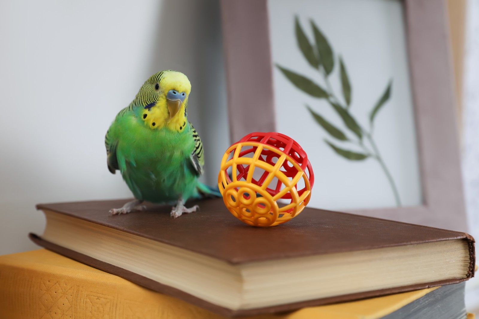 Photo of beautiful green parrot with toy on books indoors. Cute pet