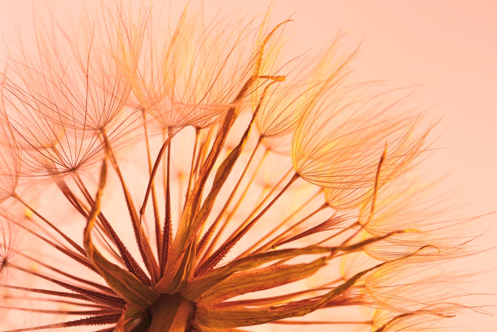 Photo of dandelion seed head on color background, close up