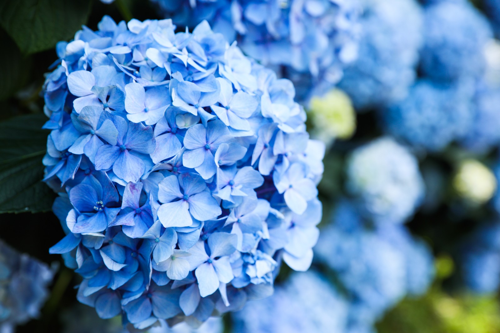 Photo of beautiful hortensia flower growing in park, closeup