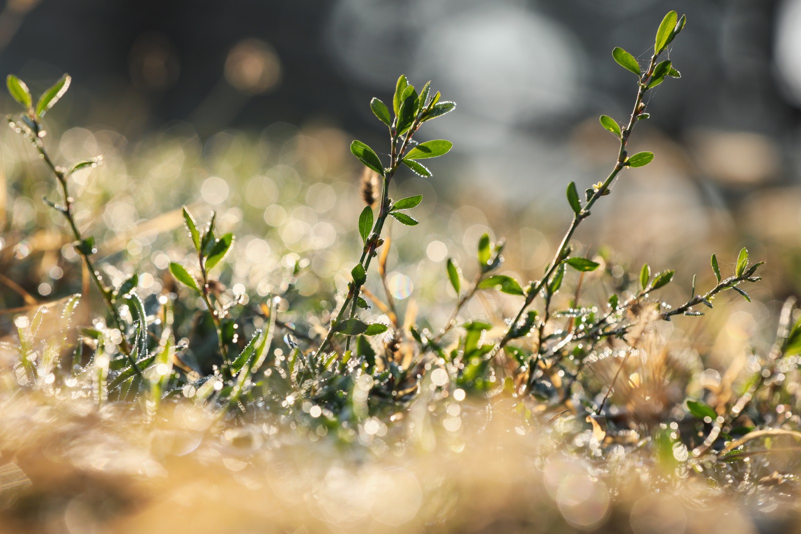 Free photo of beautiful green plants covered with dew on nice sunny morning, closeup